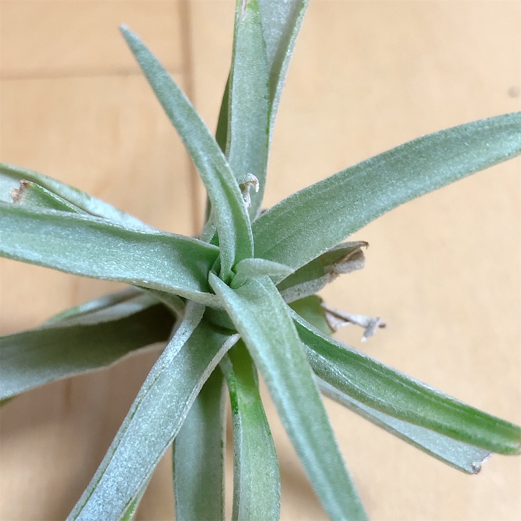 f:id:panda_blue:20200408021014j:image