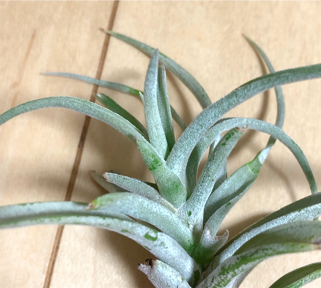 f:id:panda_blue:20200408021017j:image