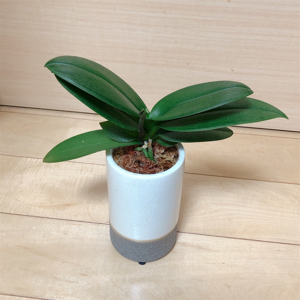ミニ胡蝶蘭の植え替え 縦長の鉢底に穴のあいていない鉢にバークチップとミズゴケで植える方法 Panda Blue S Diary ミニ胡蝶蘭の植え替え 縦長の鉢底に穴のあいていない鉢にバークチップとミズゴケで植える方法 Panda Blue S Diary