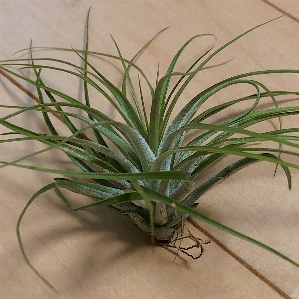 f:id:panda_blue:20200511191109j:image