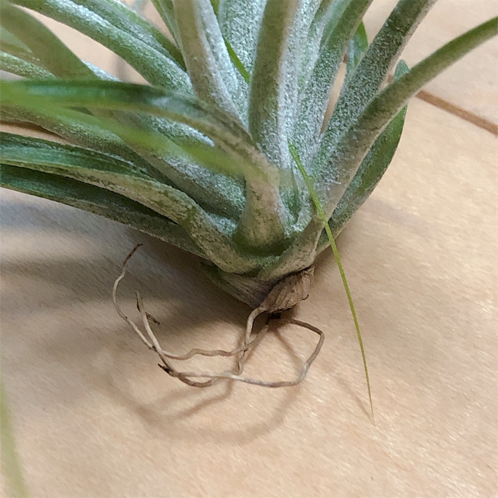 f:id:panda_blue:20200511191128j:image