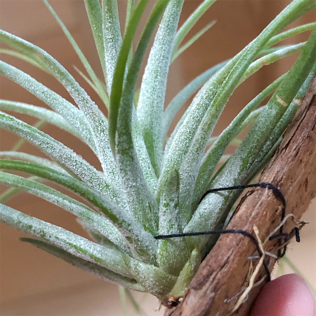 f:id:panda_blue:20200511191132j:image