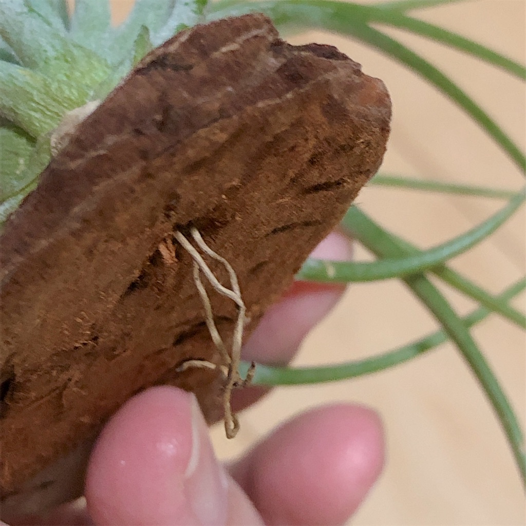 f:id:panda_blue:20200511191139j:image