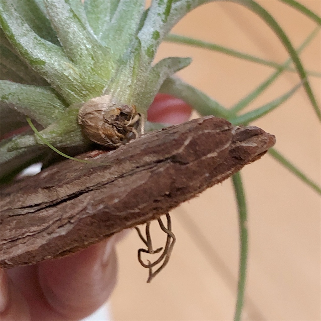 f:id:panda_blue:20200511191157j:image