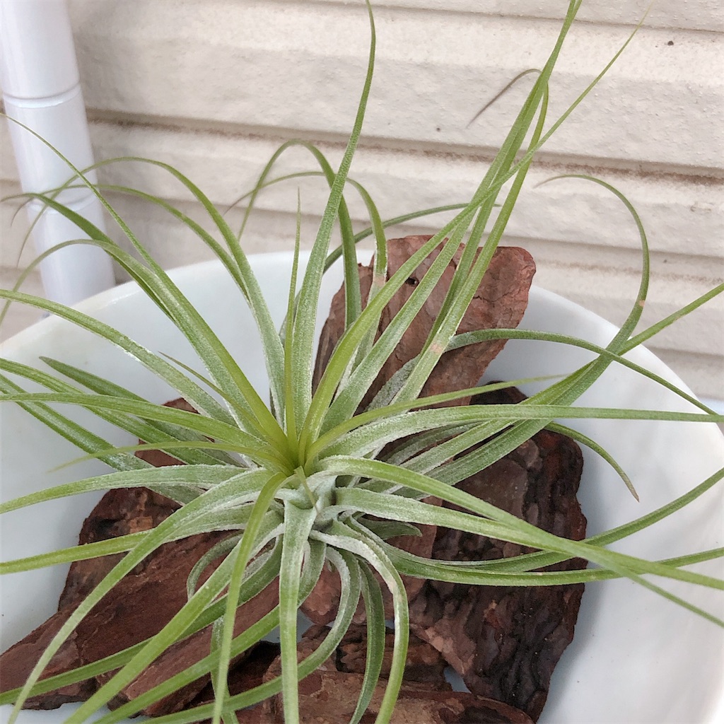 f:id:panda_blue:20200511195047j:image