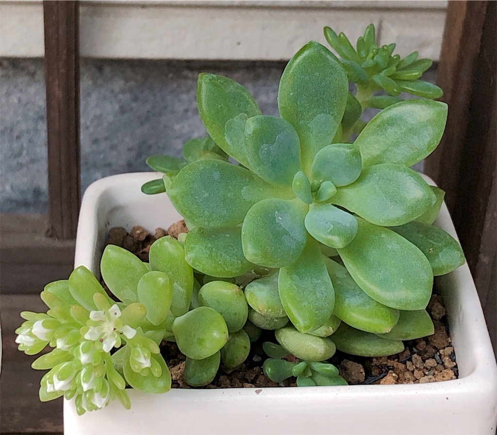 多肉植物　無料でつけるおまけです。 多肉植物 無料でつけるおまけです。 【公式通販】
