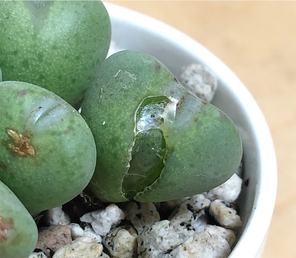 f:id:panda_blue:20200521201711j:image