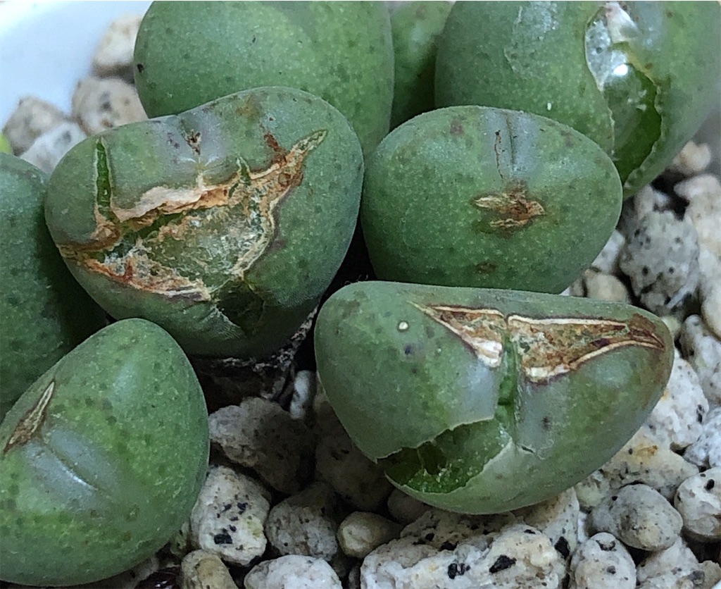 f:id:panda_blue:20200521201722j:image