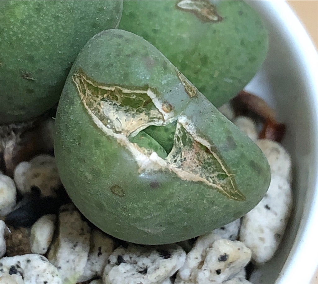 f:id:panda_blue:20200521201731j:image