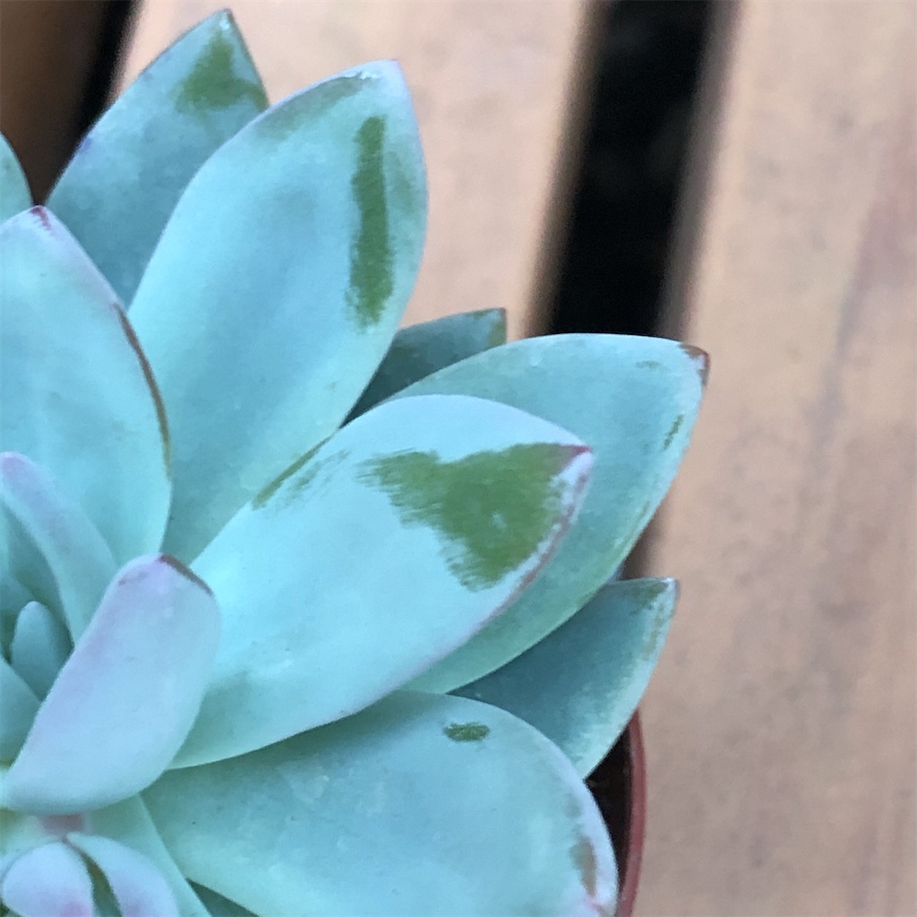 f:id:panda_blue:20200529202143j:image