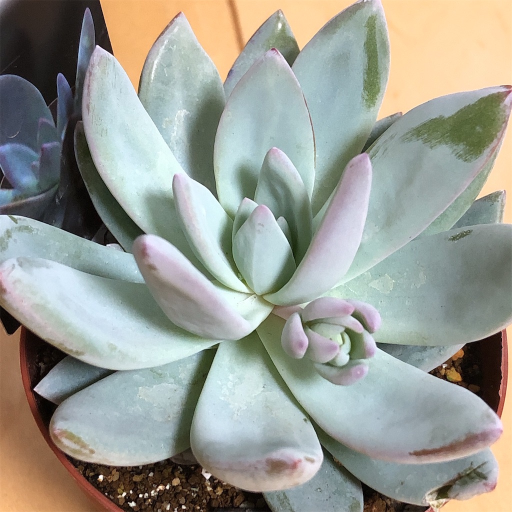 f:id:panda_blue:20200529202148j:image