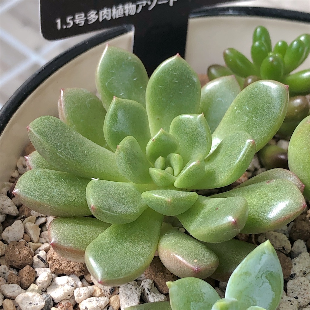 多肉植物 寄せ植え 軽石鉢 虹の玉 レッドベリー 姫秀麗 ロックガーデン 多肉植物の寄せ植え：紅葉のシーズン/移り変わり | グリーン