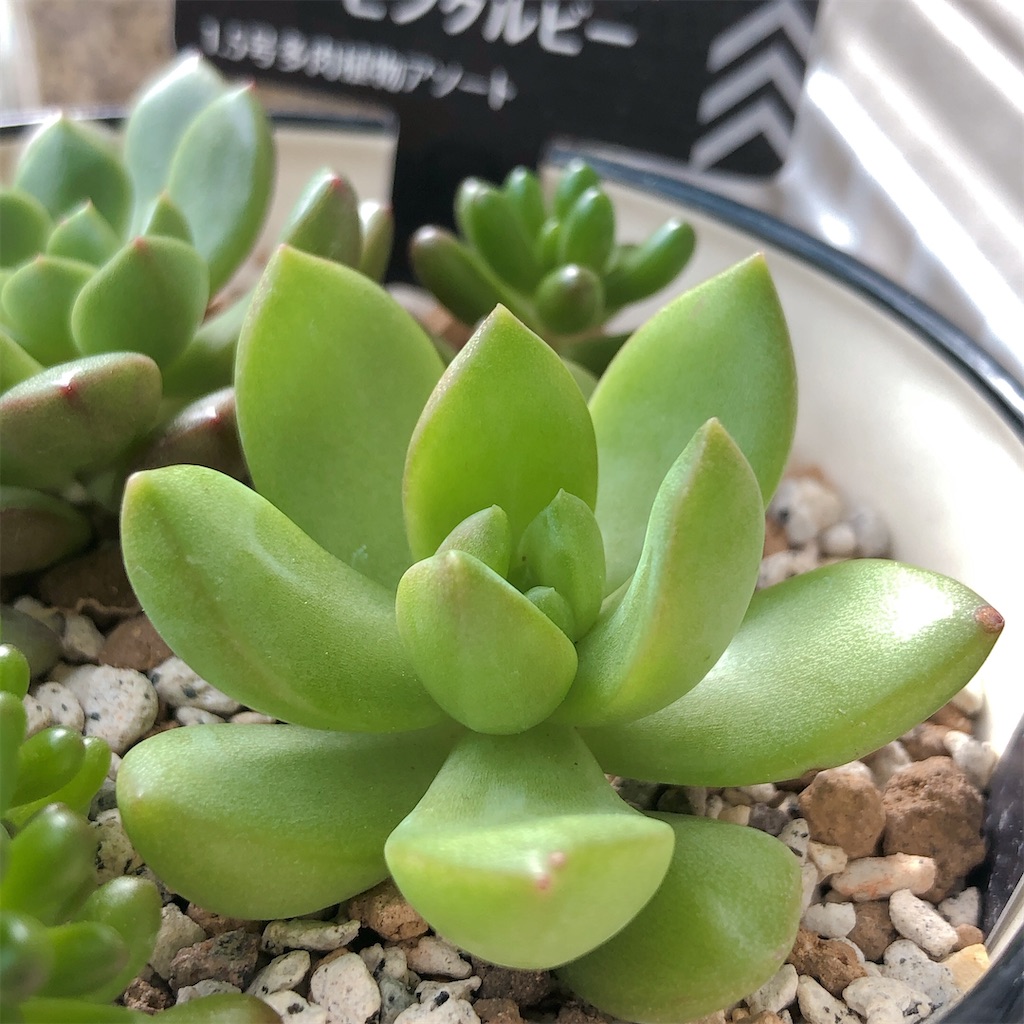 多肉植物 寄せ植え 軽石鉢 虹の玉 レッドベリー 姫秀麗 ロックガーデン 多肉植物 寄せ植え 軽石鉢 虹の玉 レッドベリー 姫秀麗 ロック