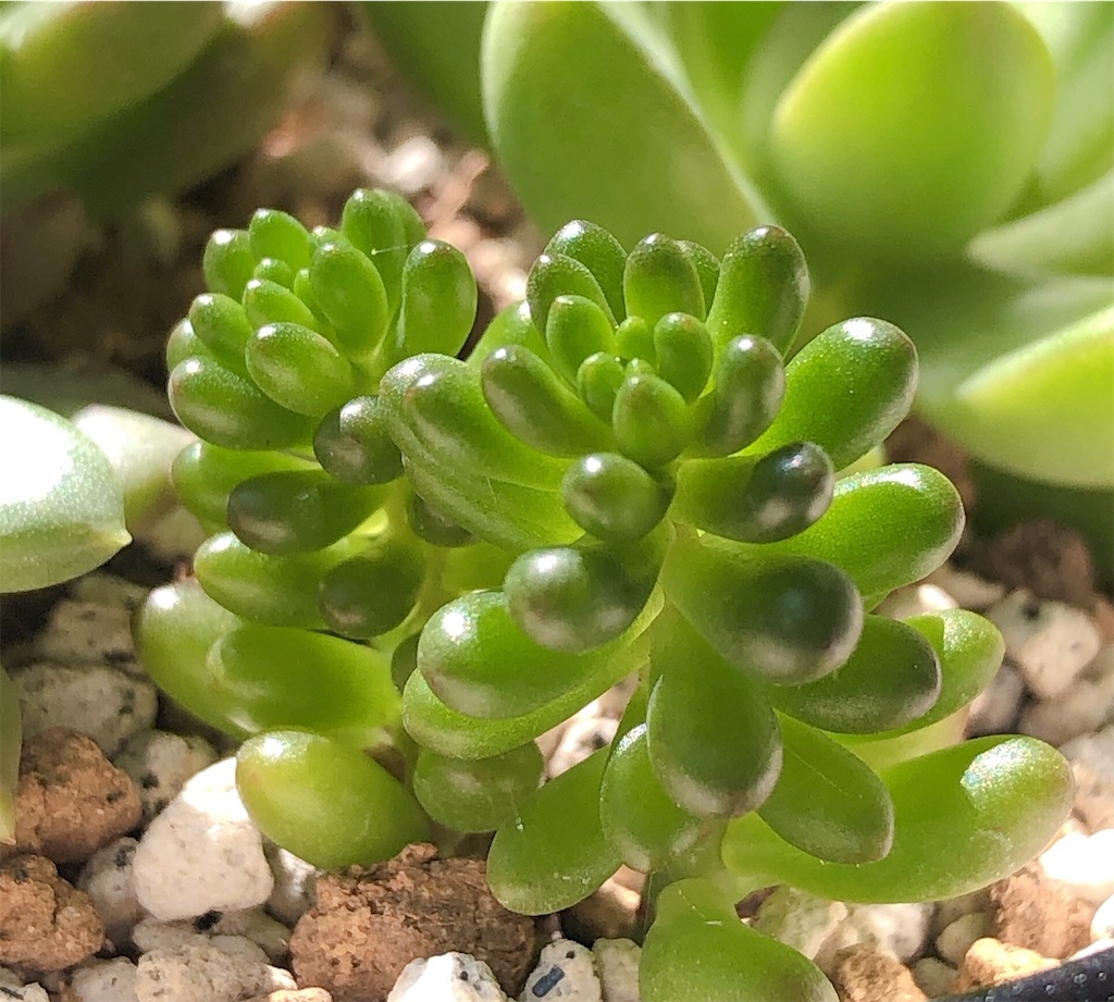 多肉植物 寄せ植え 軽石鉢 虹の玉 レッドベリー 姫秀麗 ロックガーデン 葉挿しから育てて ちょうど1年くらい経ったつぶつぶ👶🌱 姫秀麗