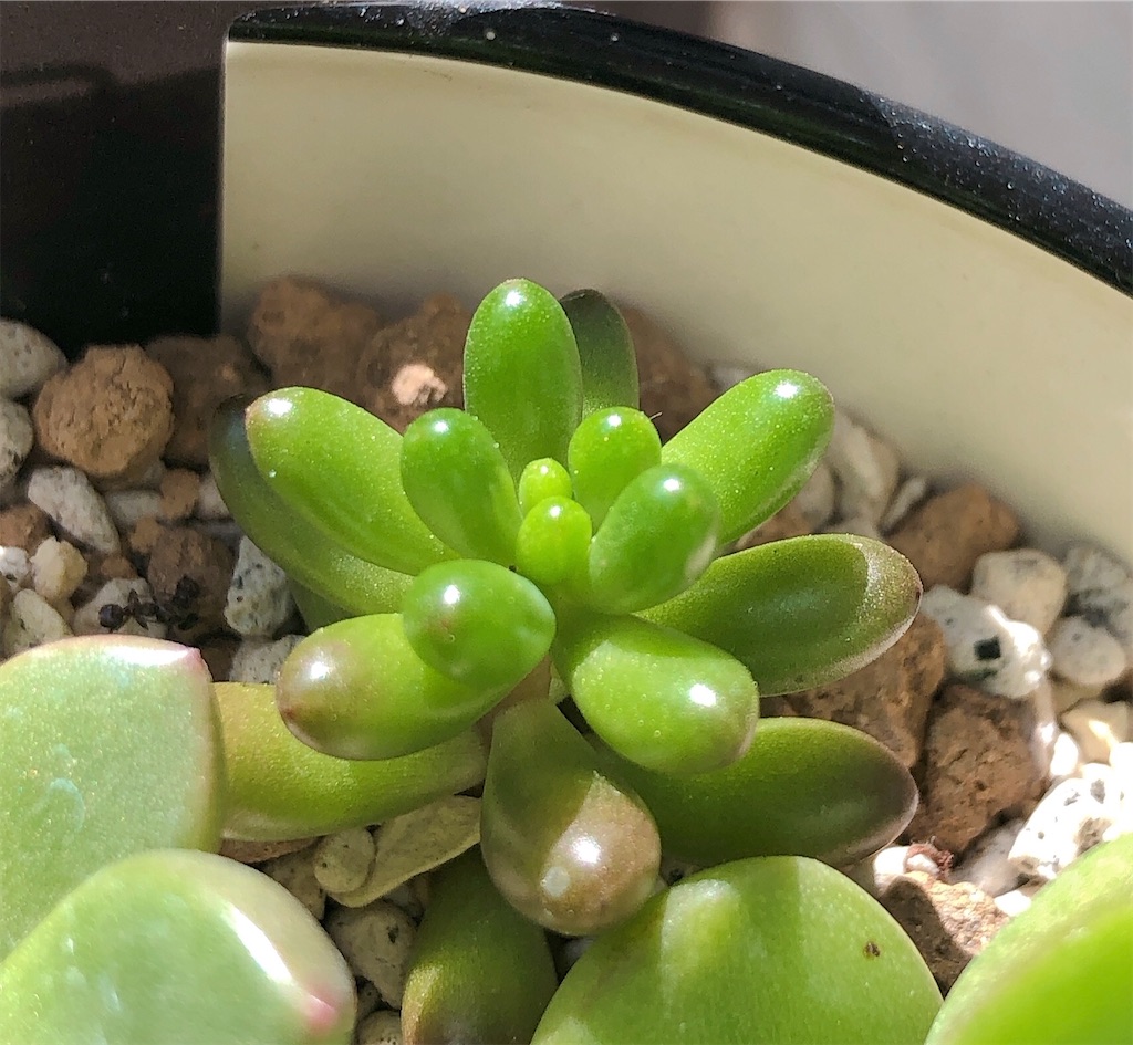 多肉植物 寄せ植え 軽石鉢 虹の玉 レッドベリー 姫秀麗 ロックガーデン レッドベリー、パープルヘイズ、姫秀麗 冬のこの3色カラー可愛く