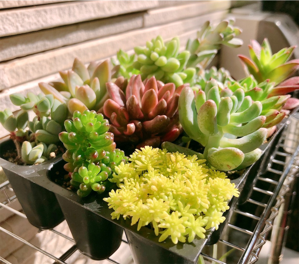 Top【選抜株】多肉植物　23485オリンジ　ブロサム 105個　プラグトレー苗 1_7dfbc827-8837-4d43-ac96-