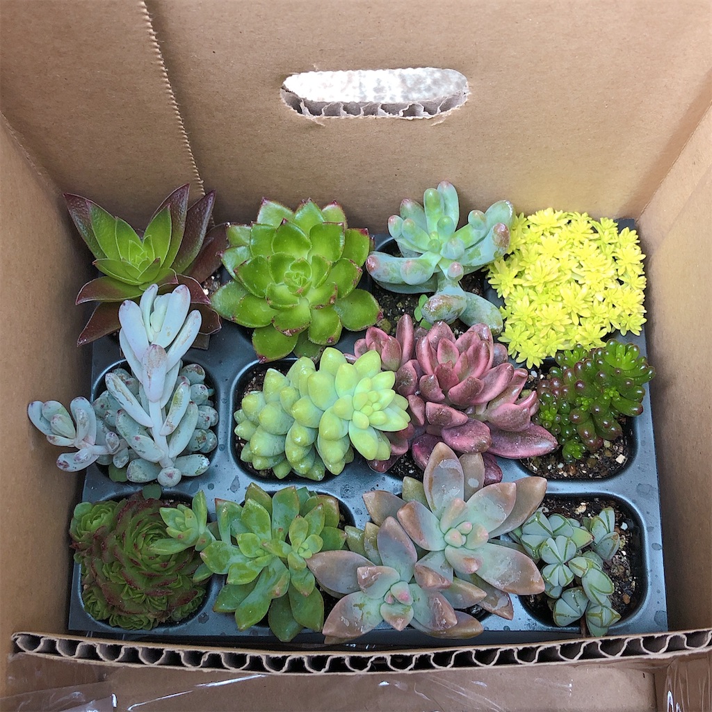 多肉植物の寄せ植えを作りたい！〜ネットでプラグ苗を購入しました
