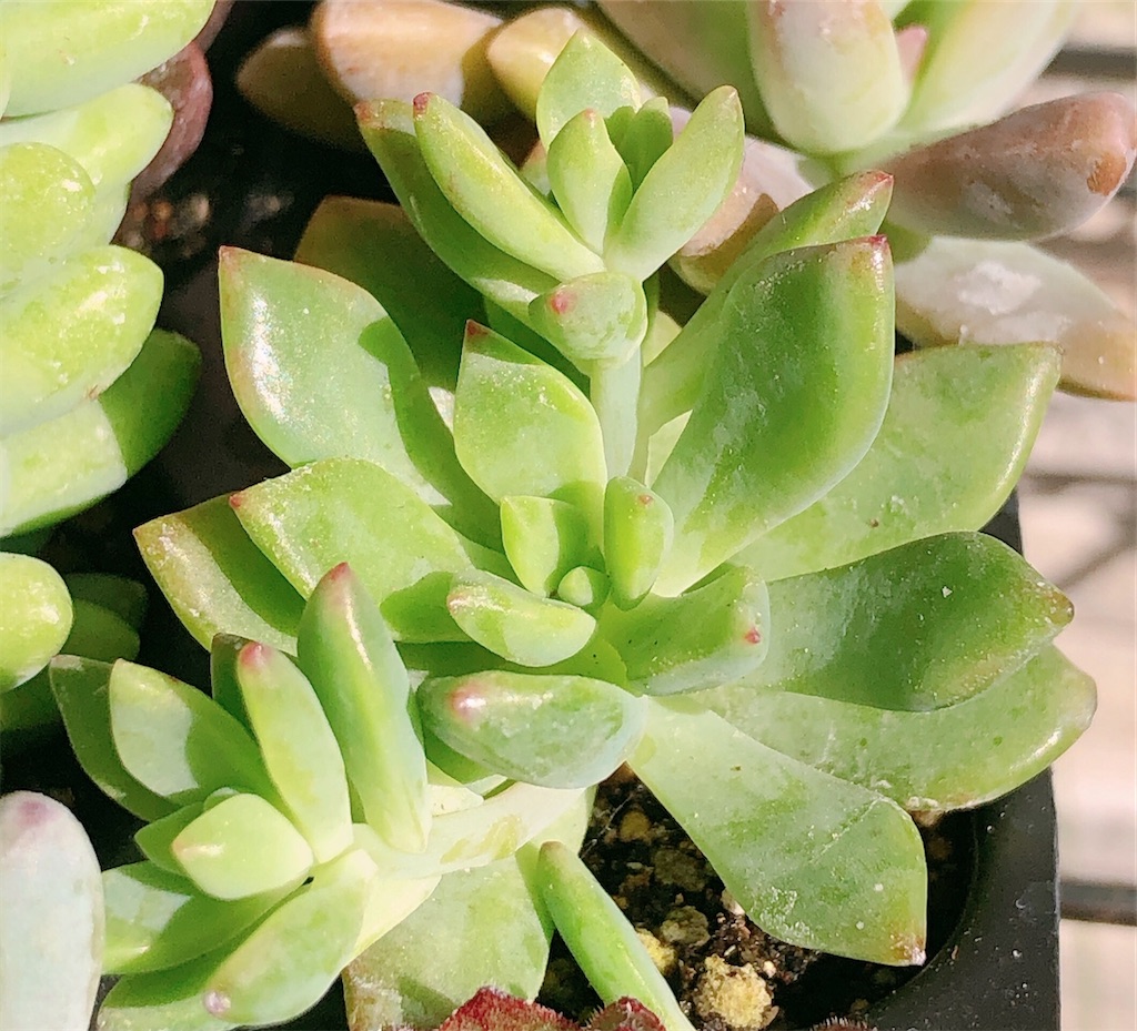 多肉植物12種類の品種名がわかりました Panda Blue S Diary