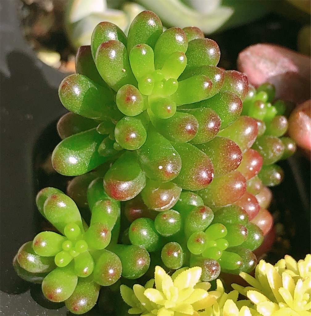 多肉植物12種類の品種名がわかりました - panda_blue's diary