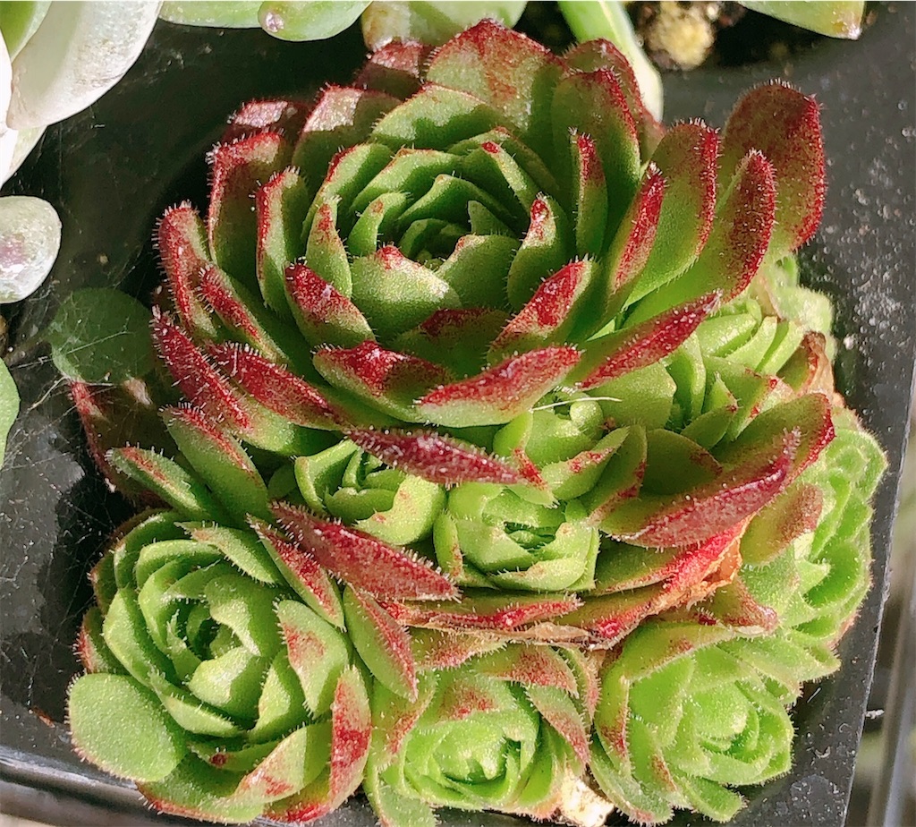 多肉植物 恋心♡葉先が紅葉♪♪ポットごと