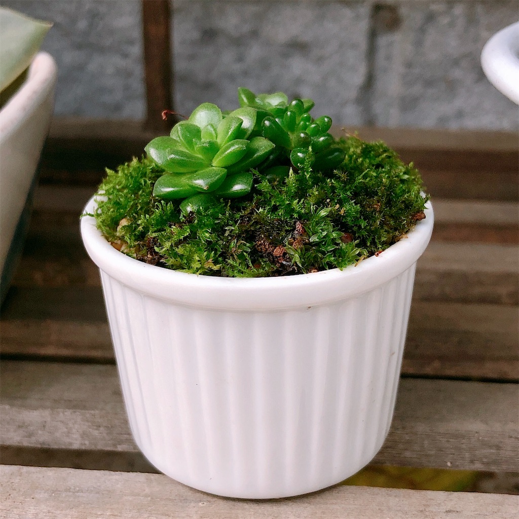 多肉植物と苔で豆盆栽を作ってみました - panda_blue's diary