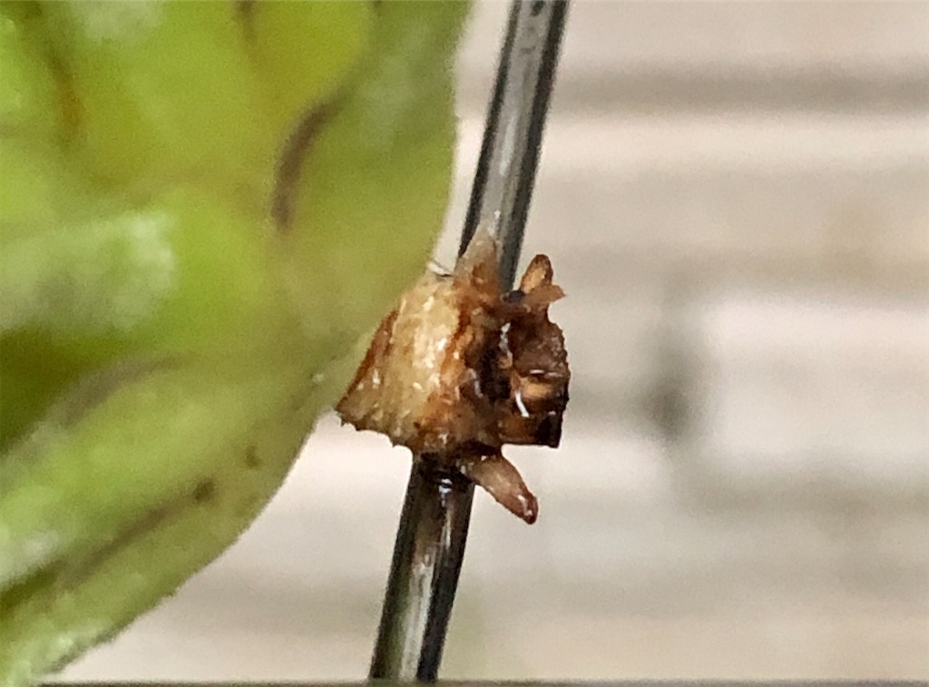 f:id:panda_blue:20200614190030j:image