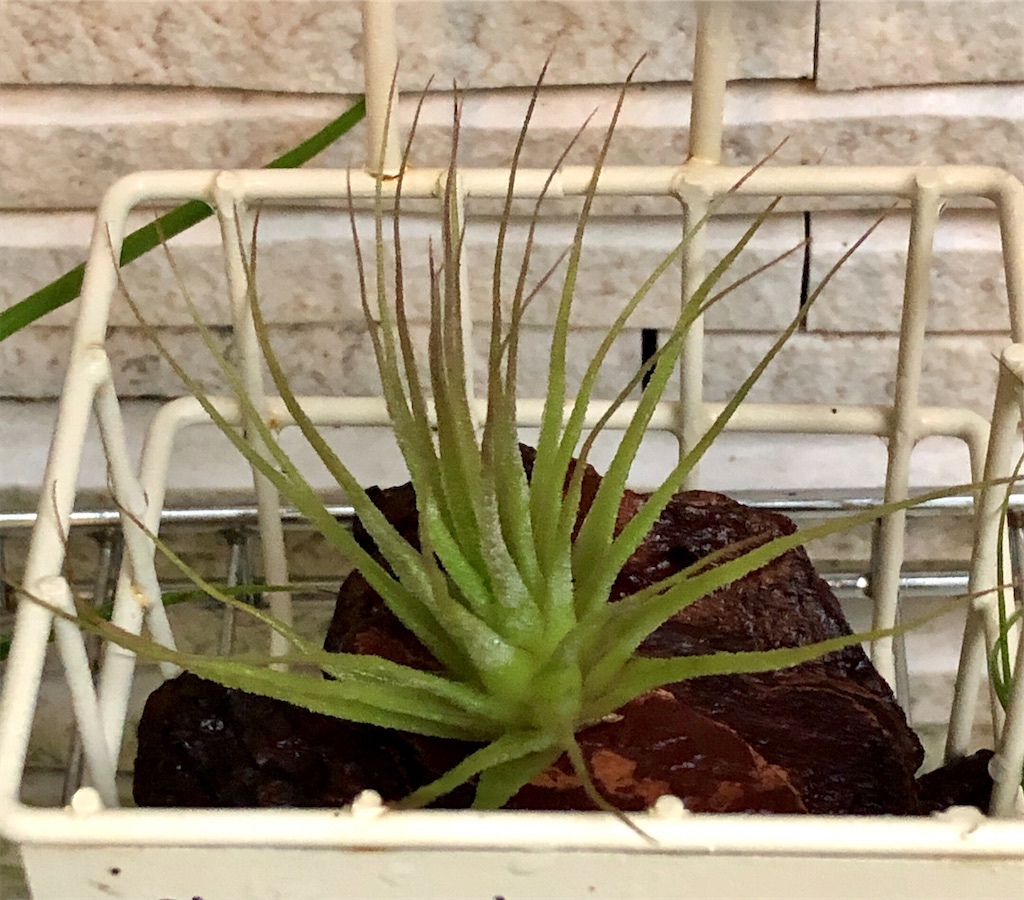 f:id:panda_blue:20200614190037j:image