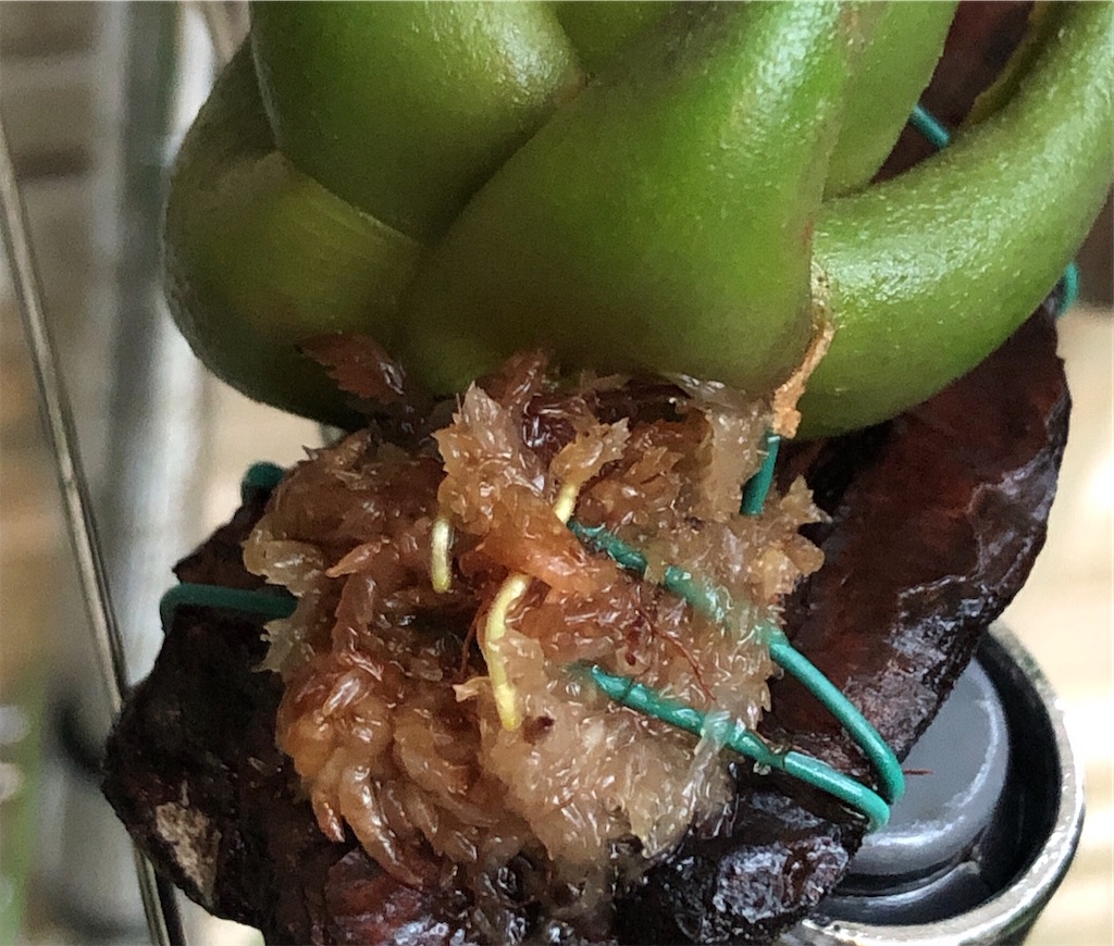 f:id:panda_blue:20200614190041j:image