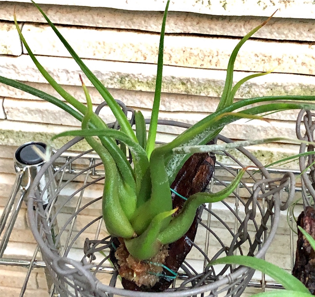 f:id:panda_blue:20200614190047j:image