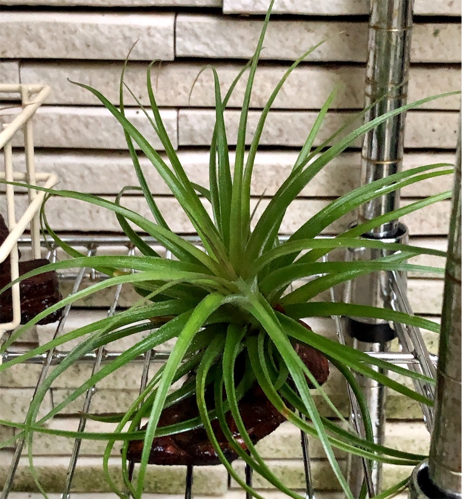 f:id:panda_blue:20200614211945j:image