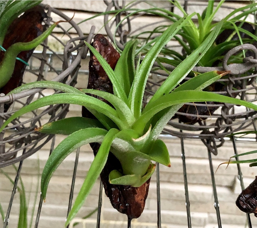 f:id:panda_blue:20200614211951j:image