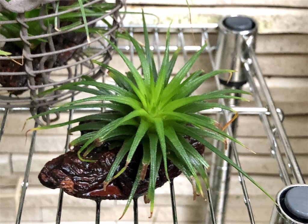 f:id:panda_blue:20200614211959j:image