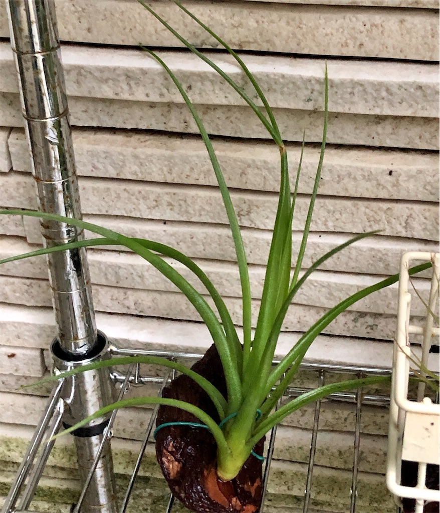 f:id:panda_blue:20200614212005j:image