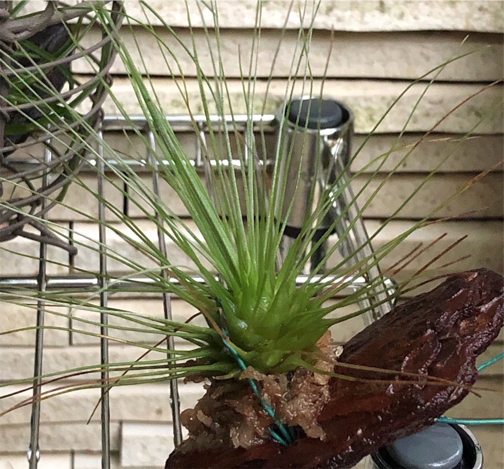 f:id:panda_blue:20200614225357j:image