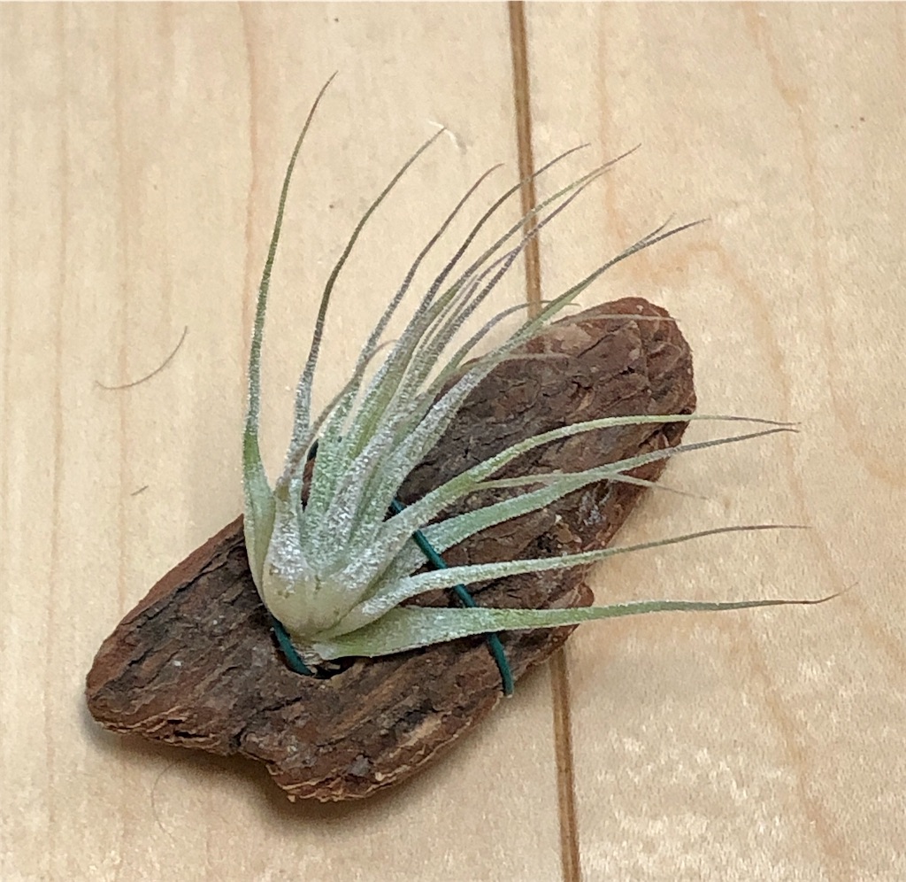 f:id:panda_blue:20200615223917j:image