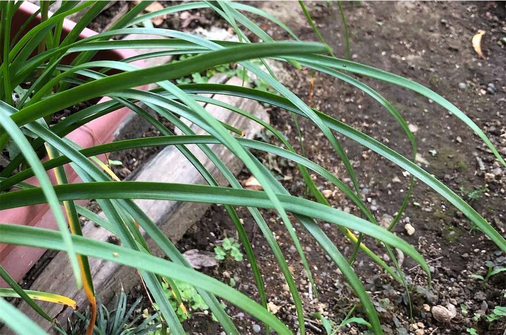 f:id:panda_blue:20200617175609j:image f:id:panda_blue:20200617175609j:image