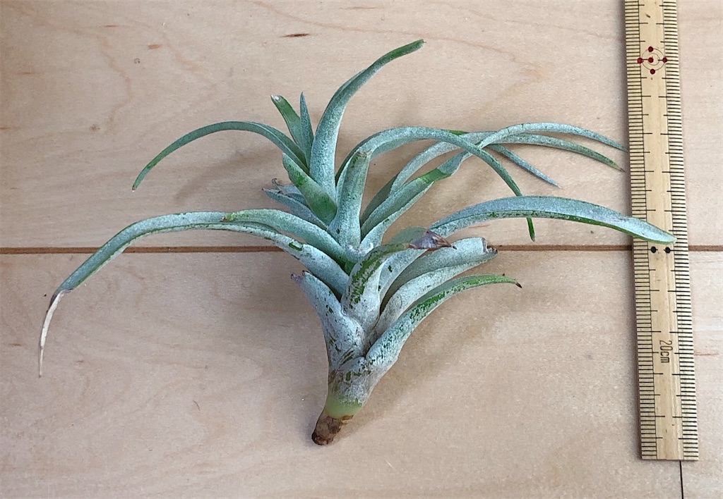 f:id:panda_blue:20200618003207j:image