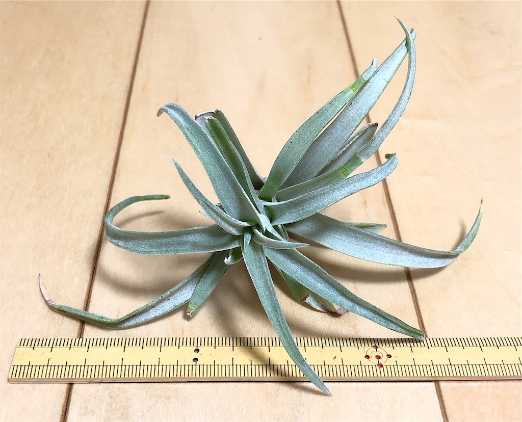 f:id:panda_blue:20200618003238j:image