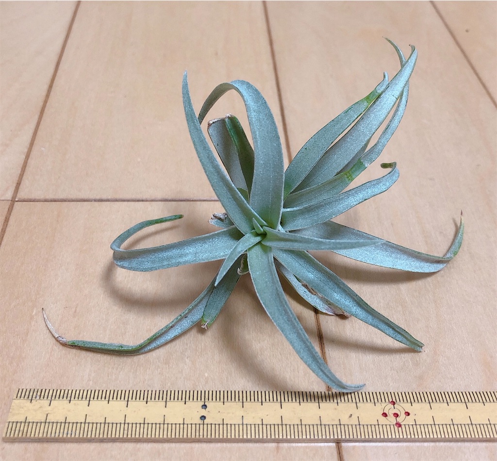 f:id:panda_blue:20200618003330j:image