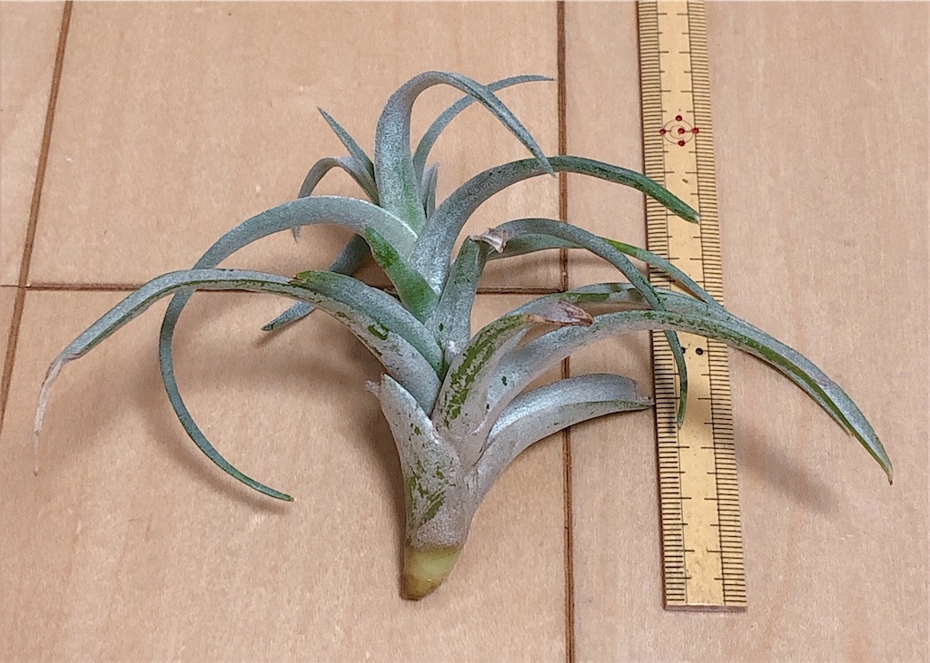 f:id:panda_blue:20200618003438j:image