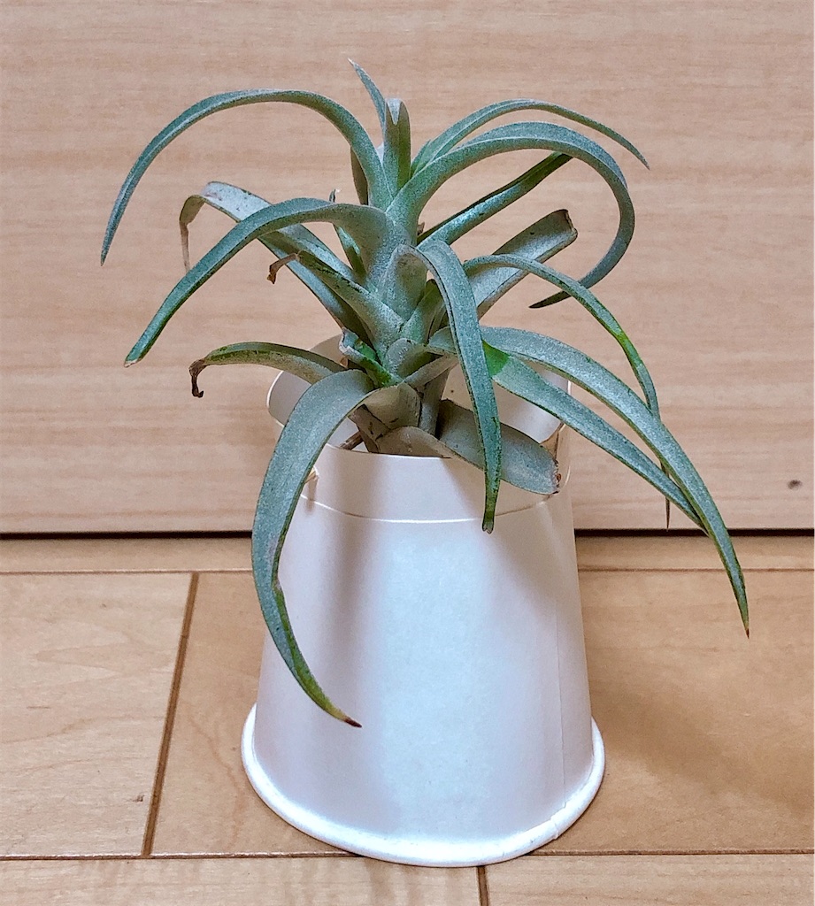 f:id:panda_blue:20200618003514j:image