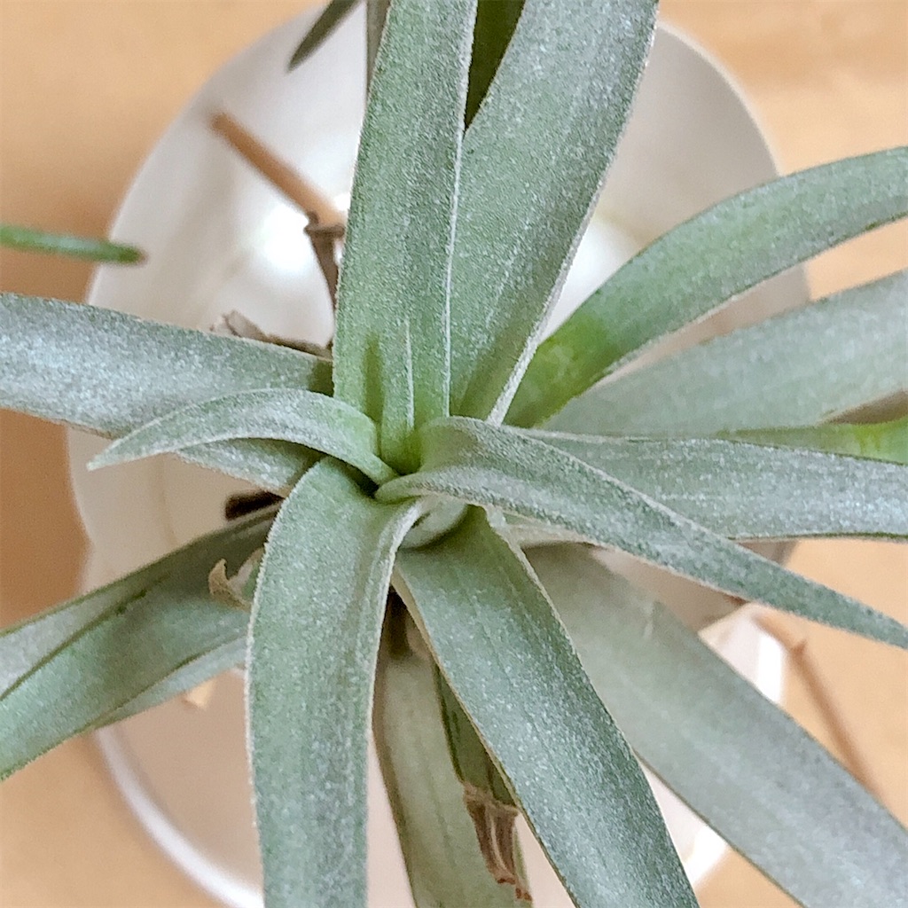 f:id:panda_blue:20200618003518j:image