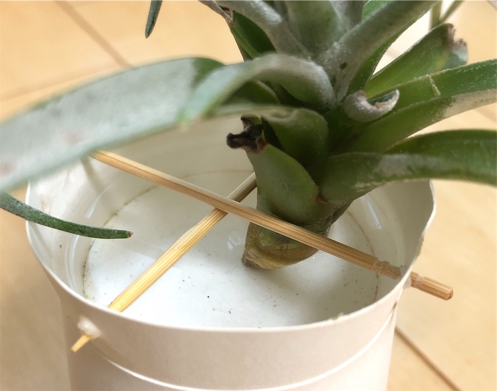 f:id:panda_blue:20200618171039j:image