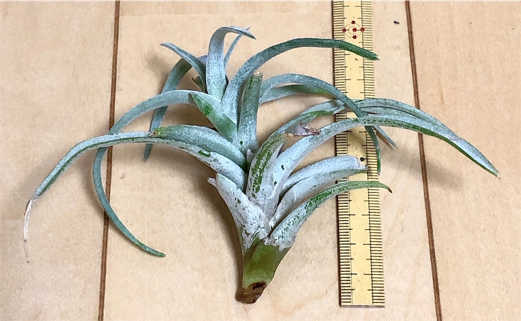 f:id:panda_blue:20200619151914j:image