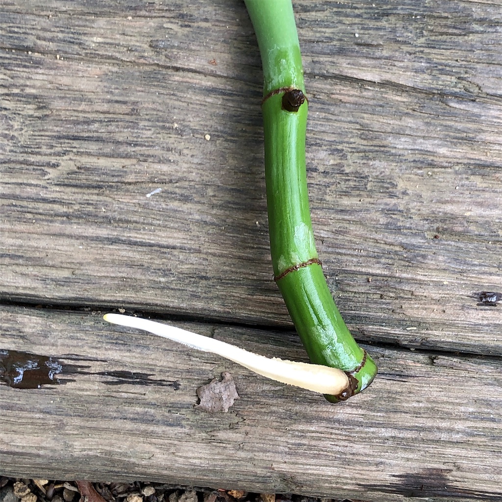 f:id:panda_blue:20200620170513j:image f:id:panda_blue:20200620170513j:image