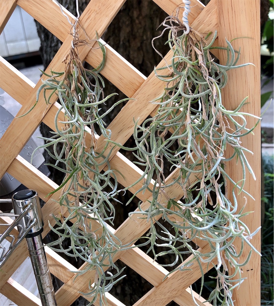 f:id:panda_blue:20200621222224j:image f:id:panda_blue:20200621222224j:image