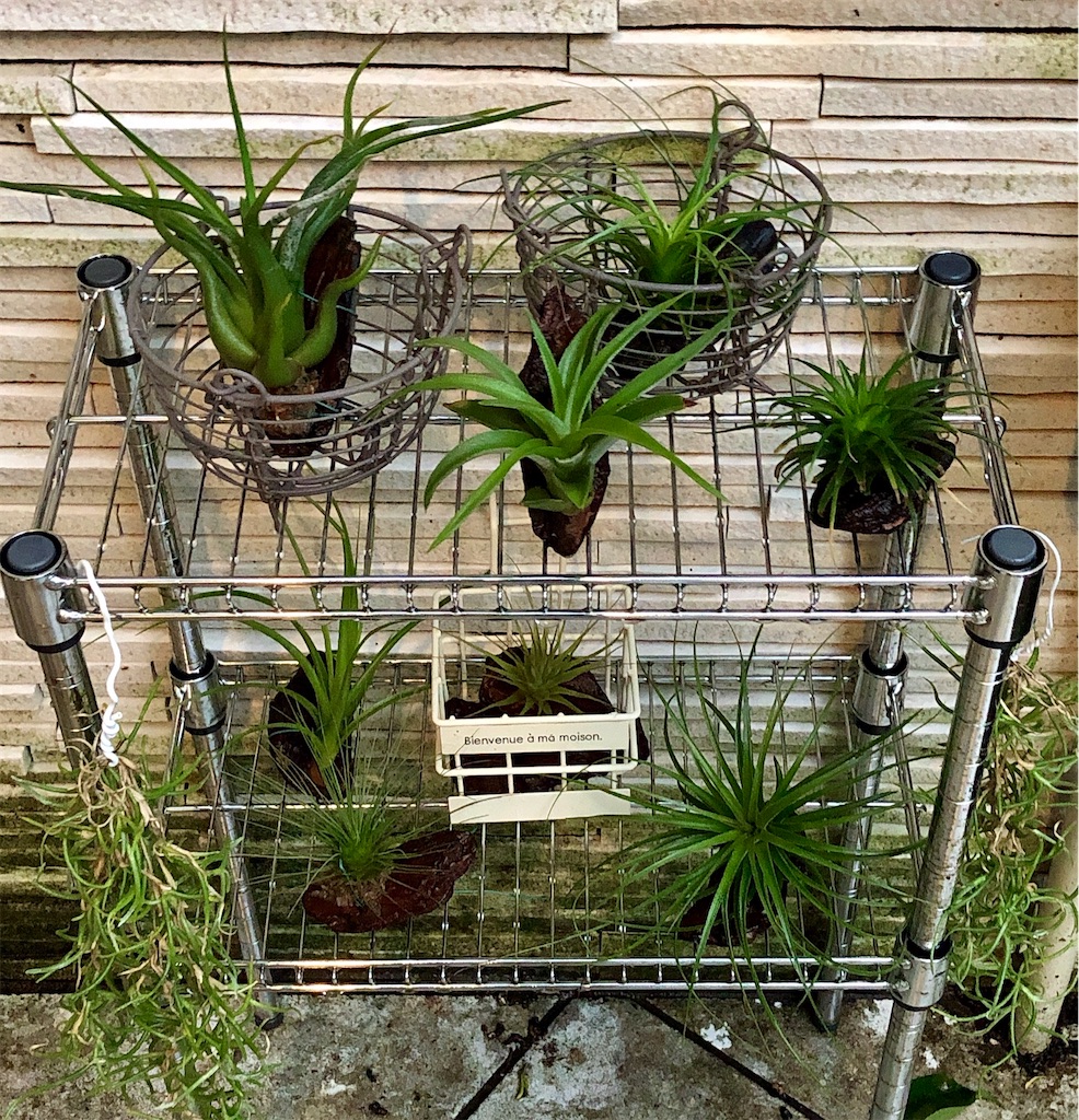 f:id:panda_blue:20200622214600j:image f:id:panda_blue:20200622214600j:image