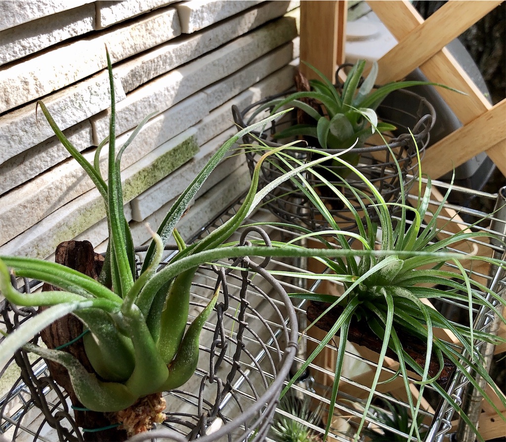 f:id:panda_blue:20200623002654j:image f:id:panda_blue:20200623002654j:image