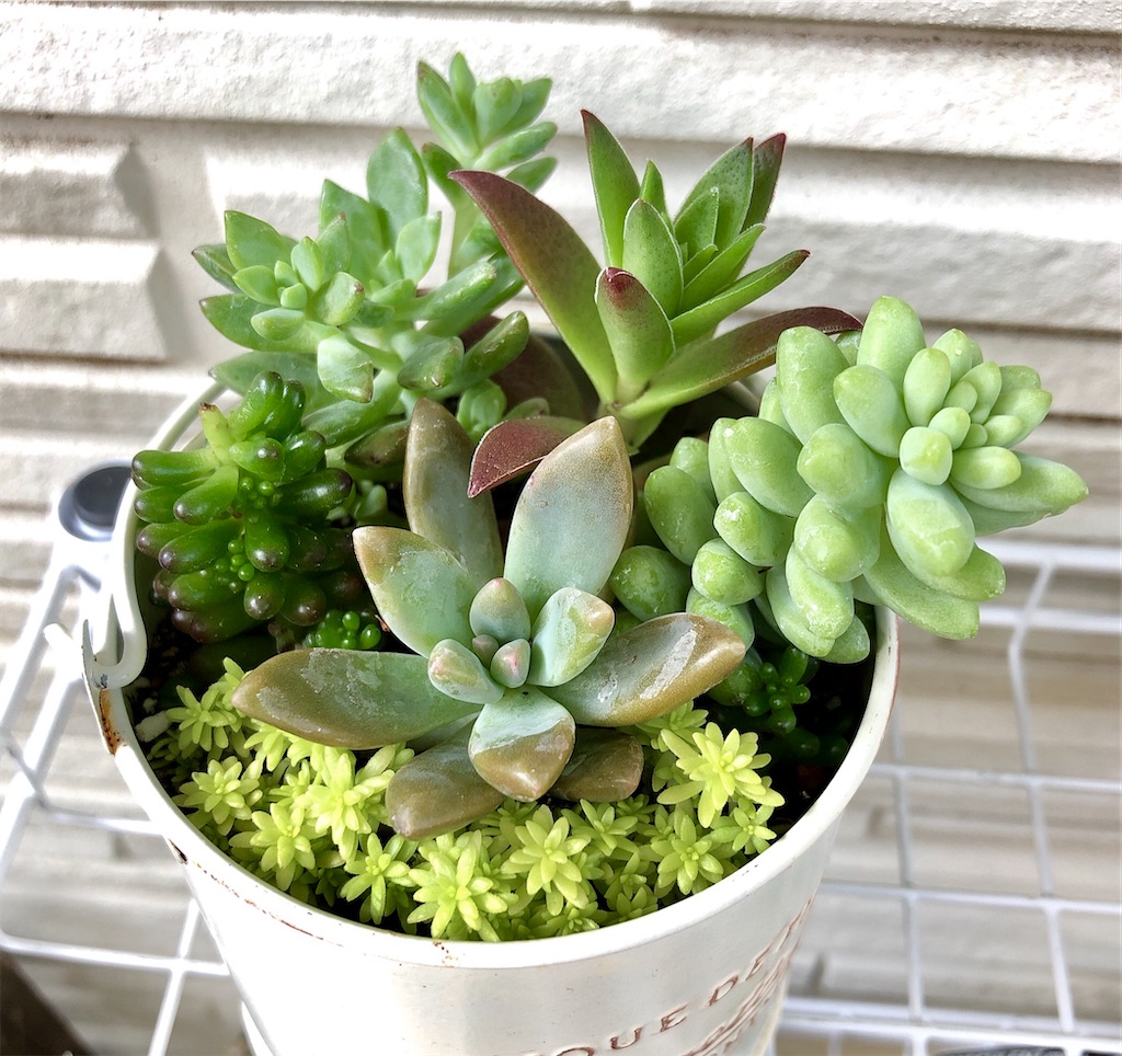 秀麗（シュウレイ）の話〜多肉植物〜 - panda_blue's diary