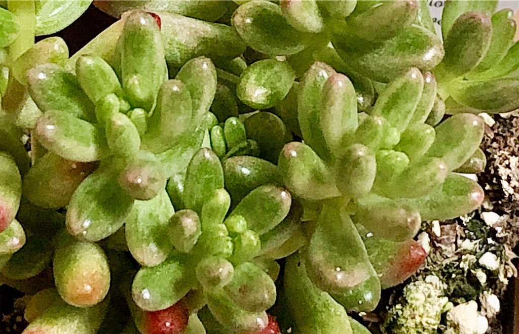 f:id:panda_blue:20200709130114j:image